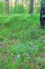 IMG_20230614_090545.thumb.jpg.06bfc6dcd7e4c594b3f1ee0a8081005e.jpg