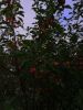 IMG_20230618_183528.thumb.jpg.fe6d1ef4fdf6922491df9bf83ba2cb27.jpg