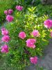 IMG_20230619_181729.thumb.jpg.507161c4d12c8c5a80b354a8f764c833.jpg