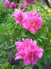 IMG_20230619_181738.thumb.jpg.7757a32b76221d892ce266e9145cc5f8.jpg