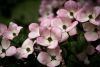 dogwood-5551726.thumb.jpg.d943929892a2762ee450b7be048d2b36.jpg