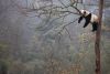 1618227340_24-p-panda-na-dereve-zhivotnie-krasivo-foto-25.thumb.jpg.0786527352c46aa49cd035b93e536af3.jpg