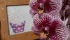 20230724_153028.thumb.jpg.db5b7a871f95023803c08dd17b025a06.jpg