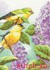 Dimensions 65153, Goldfinches and Lilacs