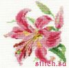 Алиса 0-118, Лилия