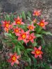 IMG-20220416-WA0000.thumb.jpg.b19cb0649b7b99eebd18f181fa9f60ac.jpg