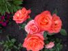 IMG-3f71959c9bd05d64d7868a01d3d069e4-V.thumb.jpg.30120fa4c4a956f52127a8fd64f6370e.jpg