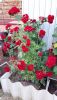 IMG-75c01bca9bb5e6c4c587e8aacb8fc3ce-V.thumb.jpg.0bf3d46435e4902cfbd48e1a83a501c5.jpg