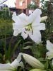 IMG-91bcc7720eae42c902223114ba0e5a72-V.thumb.jpg.afe001acc00b5b975a6543f3070b77b6.jpg