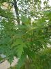 IMG_20230706_072350.thumb.jpg.a8d1764594872260c0a680a7039e85d1.jpg