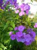 IMG_20230710_074501.thumb.jpg.377fc6f07c8438df9db9b8dab262d61f.jpg