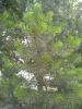 IMG_20230725_135429.thumb.jpg.b0a922c2ea6034c052450a1dbe07c36d.jpg