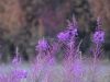 IMG_20230727_125456_454.thumb.jpg.b05c7cfd557c8ff53438b88036b82e13.jpg