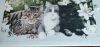 IMG_20230727_201114.thumb.jpg.0b34f03952d04c3178e47251aa800492.jpg