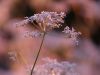 P1100137.thumb.JPG.b0bdfef03e076d4fe093d8db56f8f764.JPG