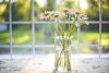 daisies-2485064_1920.thumb.jpg.a666544ed3c9eccde70a0b3d4ab54720.jpg