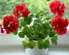 kakie-komnatnye-tsvety-dlya-deneg-kakie-dlya-lyubvi-a-kakie-dlya-zdorovya-foto-komnatnaya-geran.thumb.jpg.e3183588a7ffd17e60f12d64bd72f4aa.jpg