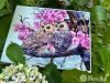 qTMHByGMvDc_compress8.thumb.jpg.dad1dc8d9d78c9a8f87f2ab8bb3e8bc2.jpg