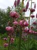 1691040437313.thumb.jpg.e5079a8e765581dac1fcce57c2133242.jpg
