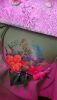 DSC_0125.JPG.65f61a85867db1f231f102a8ac8b9fc9.thumb.jpg.be250fb30dfed7b8a6bf8540cadced8a.jpg