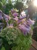 IMG_20230827_175356.thumb.jpg.c2af3cb9c4b0be9c89ca8b1f6361d967.jpg