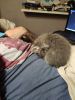 IMG_20230827_214905.thumb.jpg.79e09e080cb2aa230dd604a520268eb2.jpg