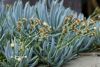 Senecio-serpens-640x428.thumb.jpg.89f643d10dfc7b5b277aea2038b4d984.jpg