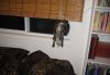 1639008394_14-koshka-top-p-kot-visit-na-shtorakh-15.thumb.jpeg.7327c11fbc76b973a84a0cbd237d8967.jpeg