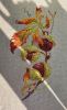 20230527_074410.thumb.jpg.07464db1d5d9605b6bc28315d13b3119.jpg