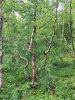 20230705_180533.thumb.jpg.639c2b5a288837b3e263f012127f41f5.jpg