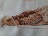 20230905_090032.thumb.jpg.bbbe5cd3d5fa7a75f061cc47d21a8a7c.jpg