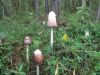 DSC08782.thumb.JPG.b5b00d21607a9a7ad924c585640f0971.JPG