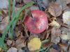 DSC08794.thumb.JPG.def129f4294ef02b2ef01533a08a079a.JPG