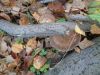 DSC08795.thumb.JPG.281082eff5e9bfeffedadea9fabb85db.JPG