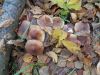 DSC08796.thumb.JPG.1fef6aa1fe11e38accdbd6f0bba9c6dc.JPG