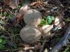 DSC08797.thumb.JPG.d0f8edb10476cff8a0116eda46f40b40.JPG