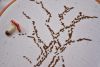 DSC_7192.thumb.JPG.6a3715f13874f27885e2f2442b3f2889.JPG