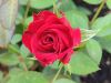 IMG_20230812_184142.thumb.jpg.a8319e765d0895b7f23ecabd70cc5c0d.jpg