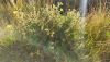 IMG_20230821_064215.thumb.jpg.90a82930fc4140df19db55d9c1146cb4.jpg