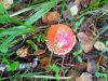 IMG_20230902_104800_1.thumb.jpg.596ae8c7187d9df895fde8ea9f1a4032.jpg