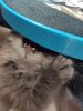 IMG_20230908_214321.thumb.jpg.71de599f47bcd31f3dcf5e26df7e01ff.jpg