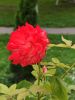 IMG_20230909_152603.thumb.jpg.d5de7a1465dc65e05672e42ef590e05e.jpg