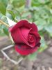IMG_20230909_152734.thumb.jpg.4424c4b9b84225425d166affbcd25e76.jpg
