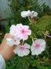 IMG_20230910_145539.thumb.jpg.5dde39a93cf0fcc65fdc2391039b73fe.jpg