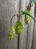IMG_20230916_175953.thumb.jpg.e695b52b93e102e1a0360b636e77dabc.jpg