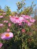 IMG_20230917_161435_BURST1.thumb.jpg.8ee6b18b8ad19104cf92a5785e3f8cc0.jpg