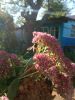 IMG_20230924_155027.thumb.jpg.3806d0b32ae6dddfd84c46dbf26fad0c.jpg