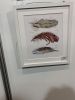 IMG_4449.thumb.jpeg.b240bc82438d3a5c2cce2b4602092b4e.jpeg