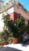 ficus1.thumb.jpg.ea186ddd0a8cec63639b1a64a66412a3.jpg