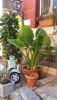 ficus2.thumb.jpg.093e96437949085b17eceed2fdfc5c8c.jpg